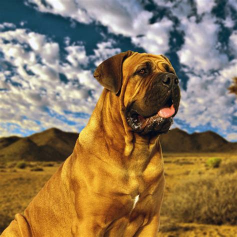 South African Boerboel Rescue