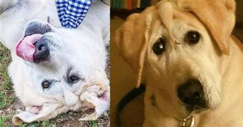 Dog With Deformed Face Returned To Shelter Dozens Of Times, Finally Found Forever Home