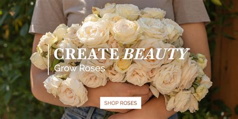 Amazon.com: Heirloom Roses