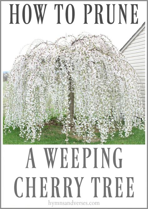 How to Prune a Weeping Cherry Tree | Hymns and Verses