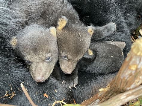 3-black-bear-cubs-march-photo-by-emily-carrollo-pa-game-1200px - BearWise