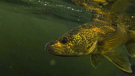 How to Catch Walleye | Best Walleye Fishing Tips - Wired2Fish