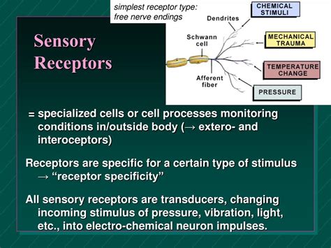 PPT - Chapter 18: General & Special Senses PowerPoint Presentation - ID:143025