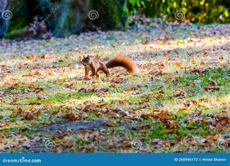 Cute Red Squirrel Playing in Park. Urban Wildlife Stock Photo - Image ...