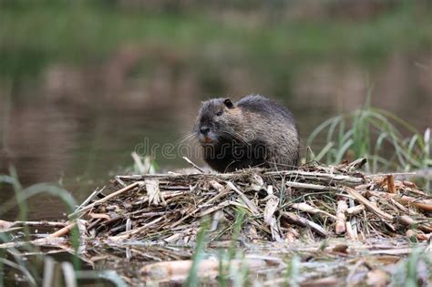 Nutria in Its Natural Habitat in a Marshland Stock Photo - Image of ...