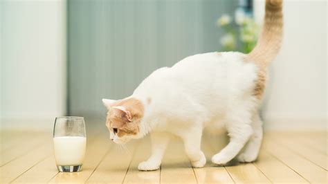 Wallpaper Cat want to drink milk 1920x1200 HD Picture, Image