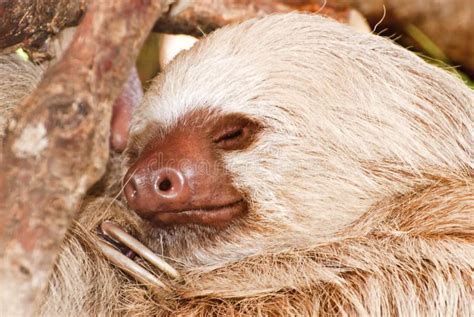 Two-toed Sloth Sleeping In Tree Stock Image - Image of claws, animal: 15555217