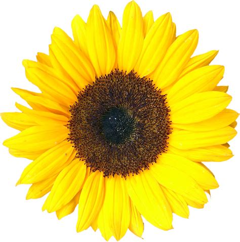 Sunflower (mathematics) - Wikipedia