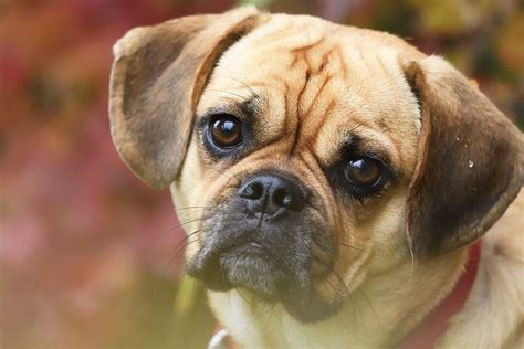 A Complete Guide To The Puggle - A Pug Beagle Mix Breed