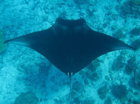 Ecology and conservation of reef manta rays in Mayotte • Marine Conservation Ecology Lab