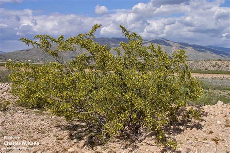 Larrea tridentata | Creosote bush | Medicinal Uses | Charles W. Kane ...