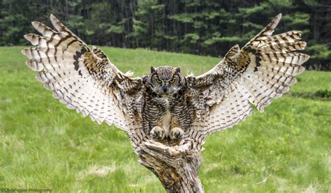 39+ Great Horned Owl Wingspan Images | angelinajoliecoolsagt