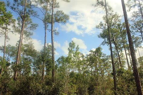 Pine Forest at Everglades National Park, Florida image - Free stock photo - Public Domain photo ...