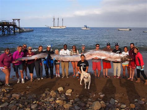 18-foot, serpent-like sea creature found off California - CBS News