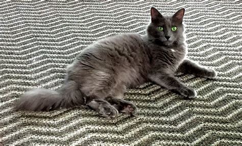 Kai Nebelung Cat, Cute Animals, Adorable Animals, Cat Breeds, Pretty Animals, Cutest Animals ...