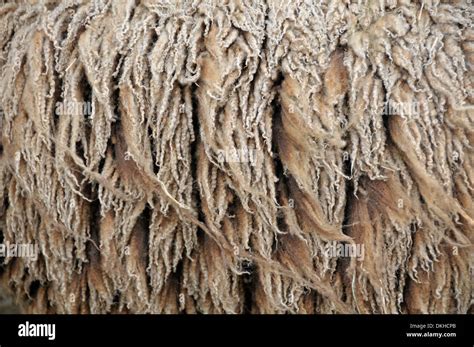 Shetland sheep - fleece about to be sheared Stock Photo - Alamy