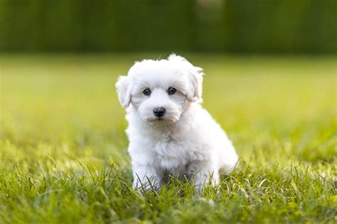 20 of the Cutest White Dog Breeds | Reader's Digest