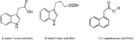 Structure of (A) Indole-3-acetic acid (IAA), (B) Indole 3 butric acid ...