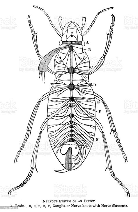 Nervous System Of An Insect Stock Illustration - Download Image Now - Human Nervous System ...