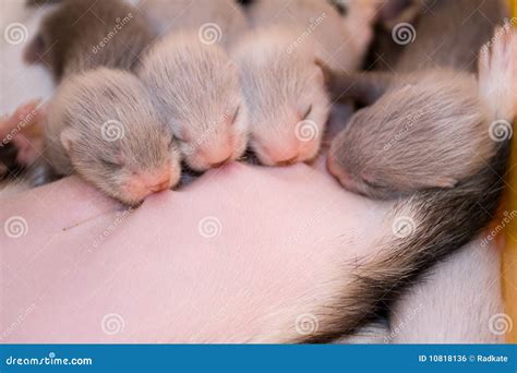 Suckling ferret babies stock photo. Image of care, finger - 10818136