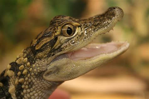 Baby Alligator Free Photo Download | FreeImages