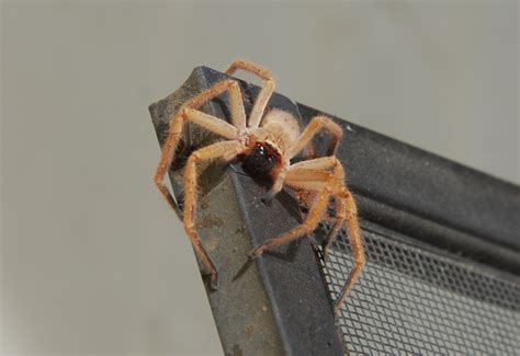 Golden Huntsman Spider - What's That Bug?