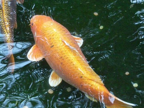 biggest koi fish Koi fish biggest pulpbits previous next pisces - koifishes