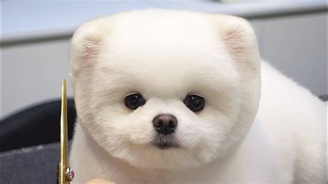 Patient Pomeranian Gets Groomed Into a Teddy Bear - 1Funny.com