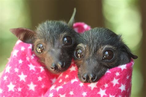 Orphaned baby Spectacled Flying Foxes : r/batty