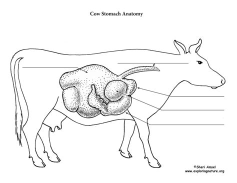 Draw The Digestive Tract Of A Cow - All About Cow Photos