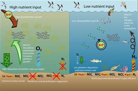 32 best images about Ecosystems (systems thinking) on Pinterest | Rhode island, Flowchart and ...