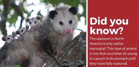 Possum Vs. Opossum (What Are the Big Differences?) (2024) | Today's Homeowner