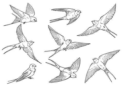 How To Draw A Realistic Bird Flying