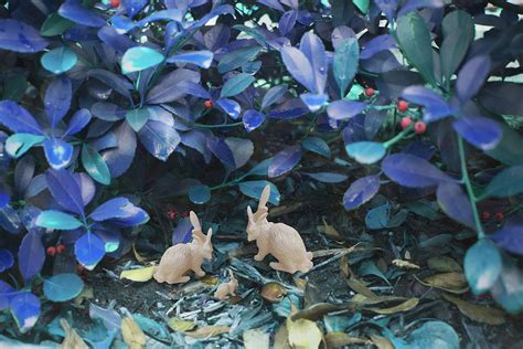 Leporidae Photograph by Megan O'Neal - Fine Art America