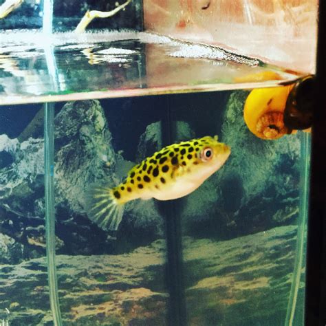 Freshwater Puffer Fish Natural Habitat - Ape Aquarium Fish