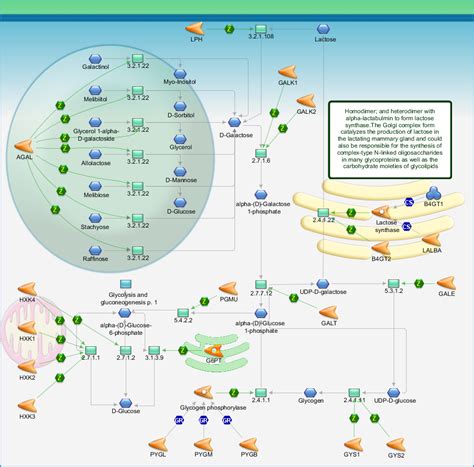 Galactose metabolism Pathway Map - PrimePCR | Life Science | Bio-Rad