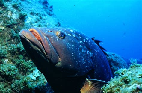 Epinephelus marginatus: A native fish species in Lebanon | Society for ...