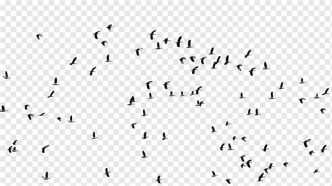 Flock of birds, Bird Flock Architecture Art, flying birds, angle, white, animals png | PNGWing