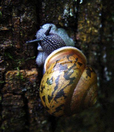 blue snail | zen Sutherland | Flickr