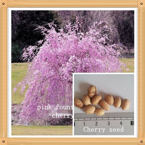 2017 10 Pink Fountain Weeping Cherry Tree Seeds Diy Home Garden Dwarf ...