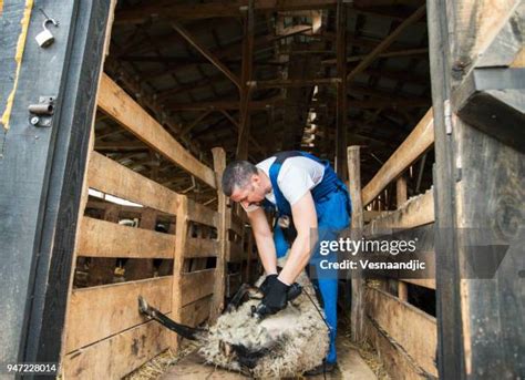 4,146 Sheep Shearing Stock Photos, High-Res Pictures, and Images - Getty Images