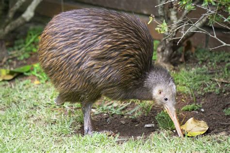 The Kiwi: National Bird of New Zealand - AZ Animals