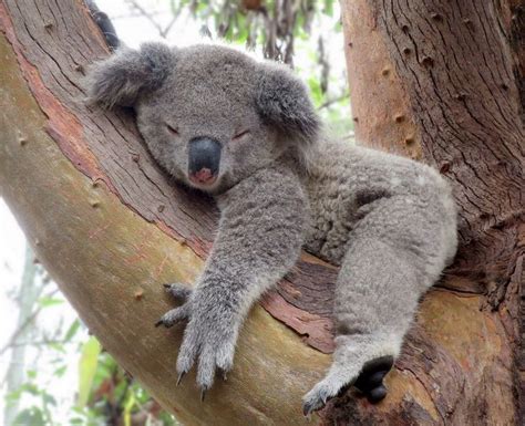 1521 best images about KOALA Little AUSSIE Cuties on Pinterest | Funny koala, Zoos and Australia