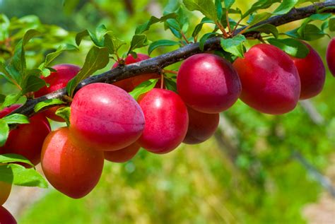 Beauty Plum Tree 4-5' | Plum Trees | Ison's Nursery & Vineyard