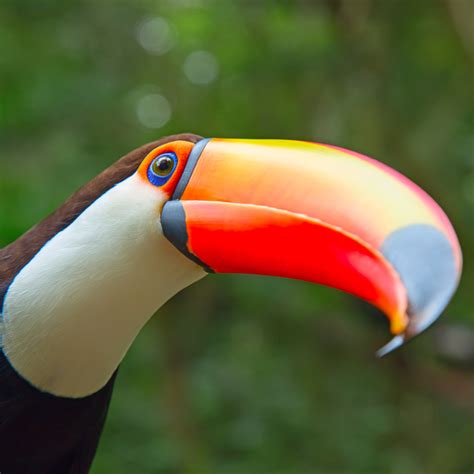 Toco Toucan Habitat