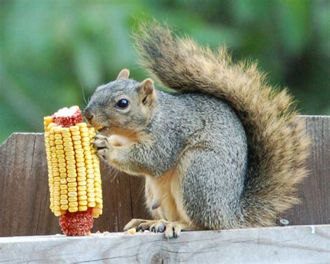 corn-eating-squirrel | Wildlife Control in Toronto