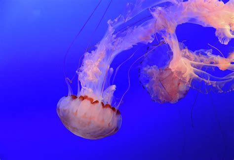 Medusa Jellyfish Photograph by Paul Moore - Pixels