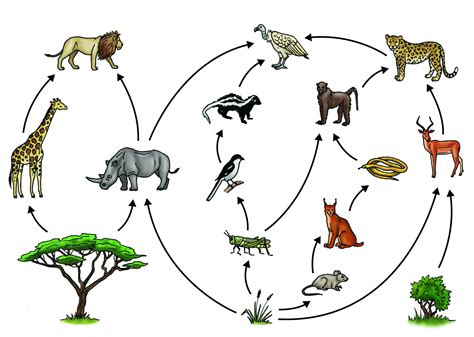 Rainforest Ecosystem Food Web