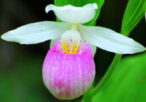 Pink Lady Slipper - Cypripedium | Lady slipper flower, Orchid flower, Slipper plant