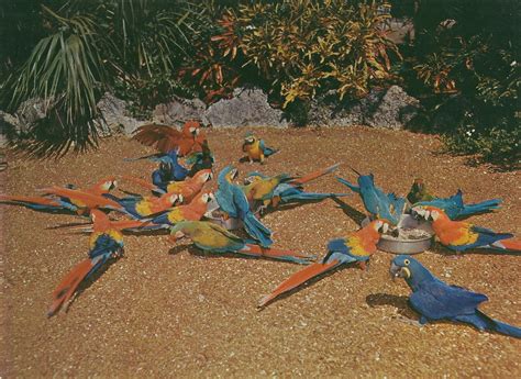 Vintage Travel Postcards: Parrot Jungle - Miami, Florida